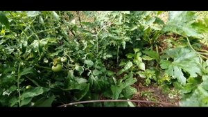 Почему кабачки горькие?! Мое июльское расследование...Кабачок Казерта семена "уральский дачник"