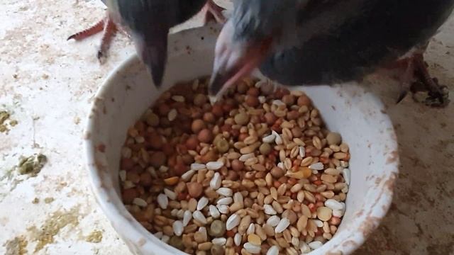 BABY PIGEON FEEDING смотреть онлайн