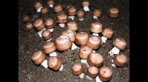 Гриб Агарик Бразильский