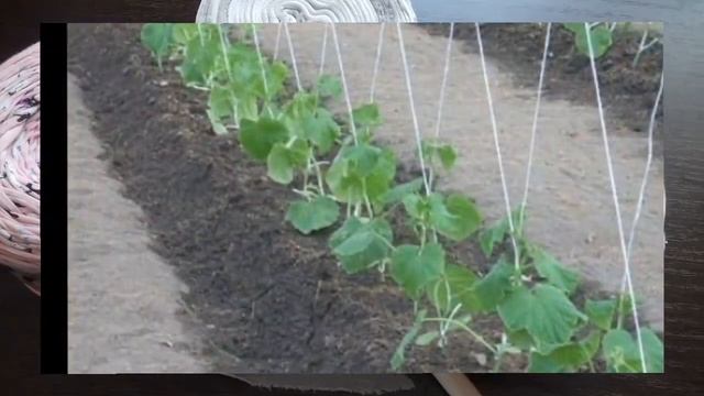 Зачем нужна подвязка для растений . Очень дёшево своими руками сделать. смотреть онлайн
