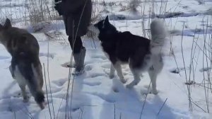 Волк и Хаски/the Wolf and the Husky