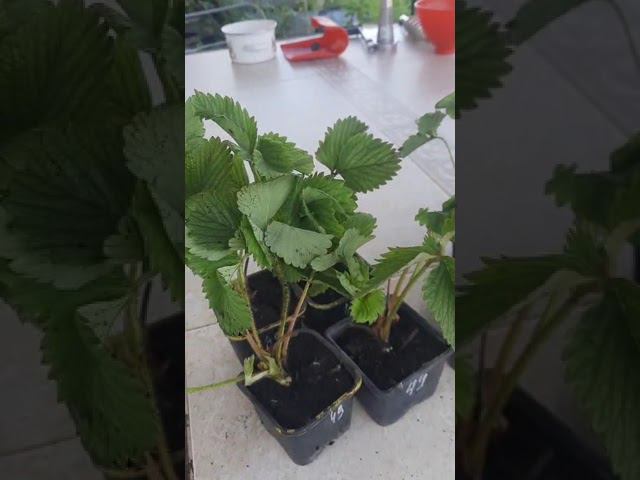 Июль и жара не помеха. Отправляем по всей России нашу рассаду. #лето смотреть онлайн