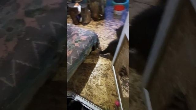 #ямыилюша #енотики #raccoon #животные #енот #помощьбездомнымживотным