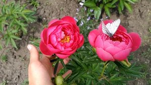 Пион Rose reverence. Роуз реверанс или Charismatic. Харизматик.