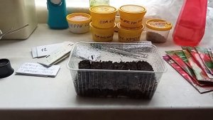 ПОЗДНИЕ ПОМИДОРЫ посев семян на рассаду