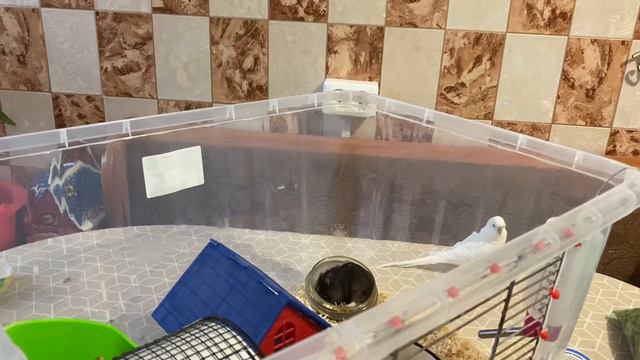 Очень наглый попугай.))) Волнистый попугай в гостях у хомяка Кэмпбелла. Незваный гость.