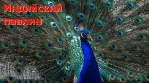 Животные Индии / Animals of India