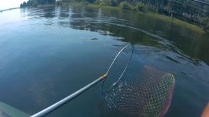 Рыбалка на хариуса в районе Куваршино на Енисее