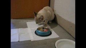 Кот ест мясо, орудуя когтями как вилкой! Улётное видео! Тайские кошки - это чудо! Funny Cats