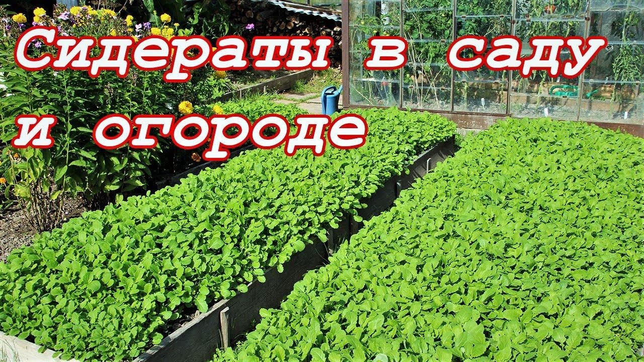 Сидераты в саду и огороде