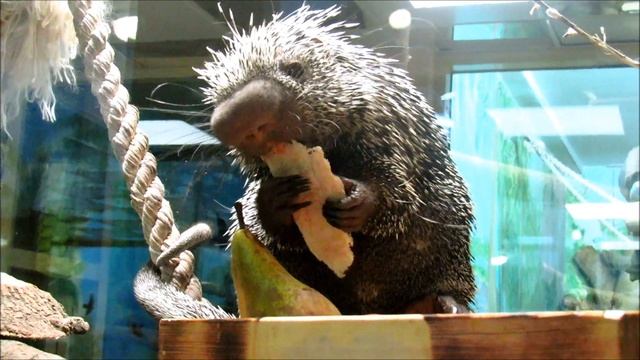 Цепкохвостый дикобраз- прожорливое брюшко. 2.12.19 г. смотреть онлайн