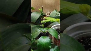 Укоренение черенков дипладении, формировка куста, прищипывание