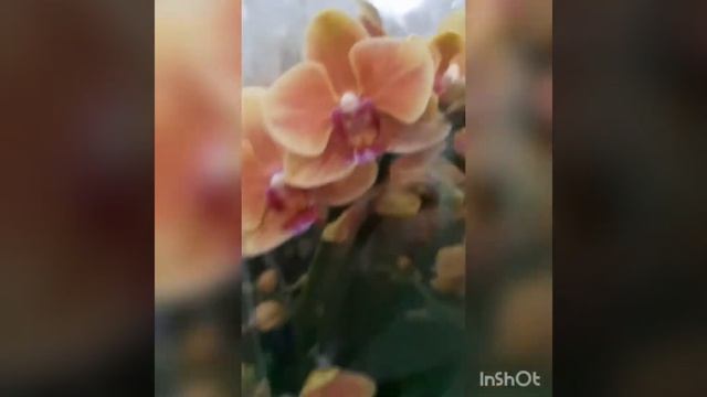 Поездка в магазин склад цветов Флоревиль. смотреть онлайн