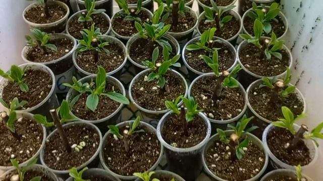 Черенкование метельчатых гортензий древесными черенками. Прошел месяц!Первые корни!