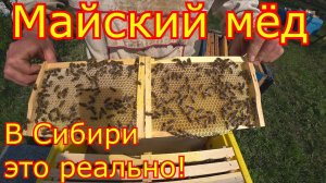 Майский мёд в Сибири. Это реально! Заливают вощину.