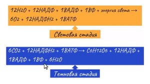 Световая и темновая фаза фотосинтеза, Аблаева Н. Н.