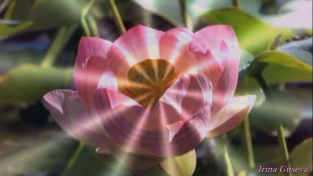 Медитация Цветок Лотоса смотреть онлайн