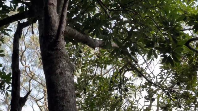 С ножом на кабана. Традиционная охота на Гавайских островах. смотреть онлайн