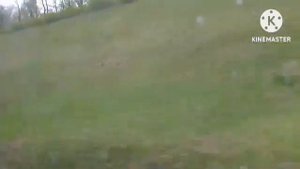 дизель поезд Могилев Кричев