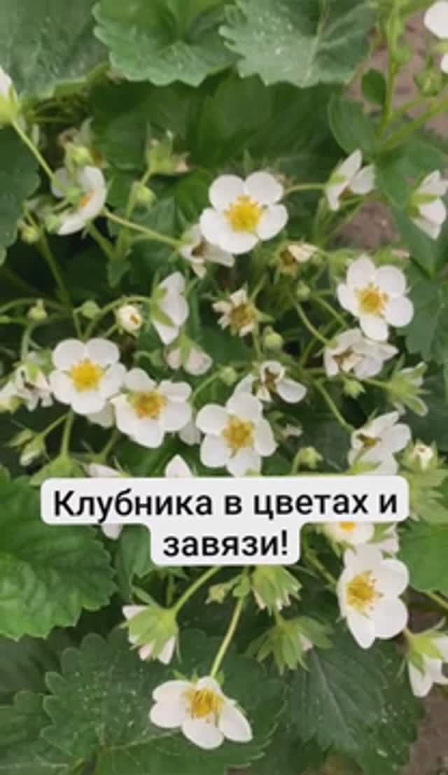 Клубника в цветах и завязи, хотя и побита заморозками...