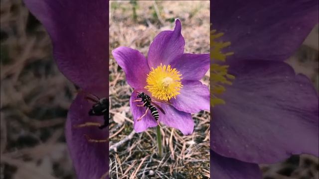 Сон трава Прострел Подснежник #shorts смотреть онлайн