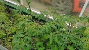 Растения в теплице - что выращиваю и когда сажаю.