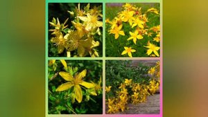 ЗВЕРОБОЙ обыкновенный и золотая РОЗГА. Полезные свойства.