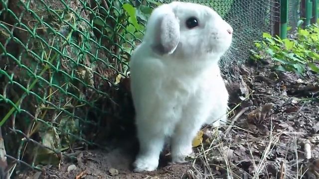 Кролик роет норку смотреть онлайн