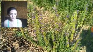 86. ИССОП размножение, выращивание, семена.