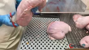 Производство натуральной оболочки для колбасной промышленности в Польше. Трудоустройство в ЕС.