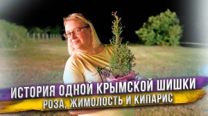 Шишку кипариса нашли в Крыму, отвезли в Петербург, там она проросла и через 3 года вернулась назад!