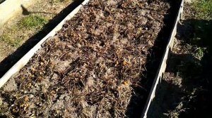 Подготовка грядок к зиме / бархатцы зимой