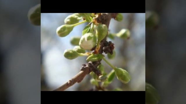Прага -волшебныи город, в которыи хочется возвращаться снва и снова. смотреть онлайн