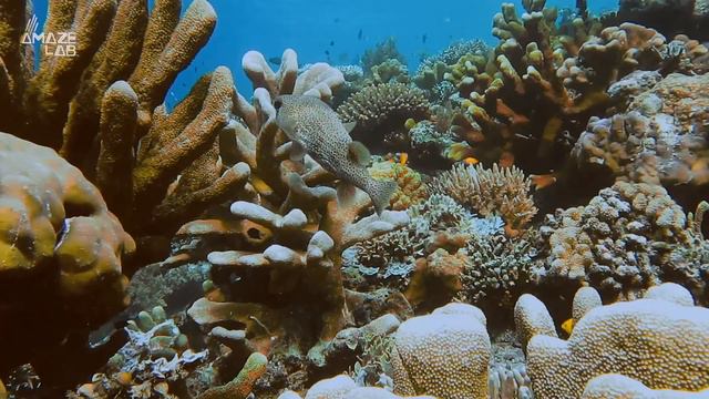 Why Some Corals Turn Neon Colors When Suffering 'Coral Bleaching' смотреть онлайн