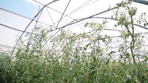 Новинка среди Раннеспелых Томатов – ОБЗОР ТОМАТА Золотая Россыпь