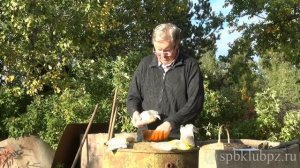 Осенний посев сидератов. 2. Приготовление смеси сидератов