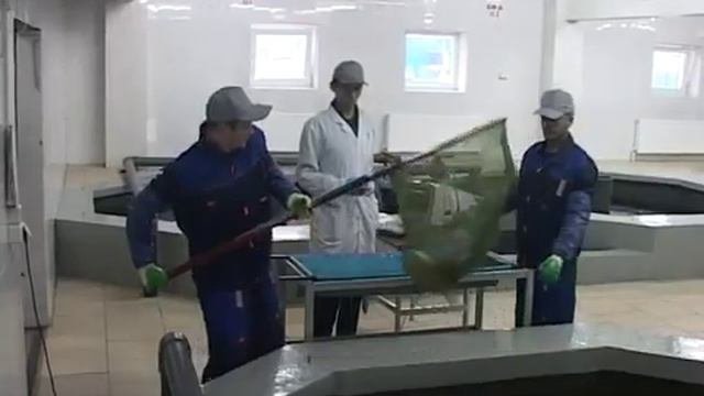 Разведение осетровых