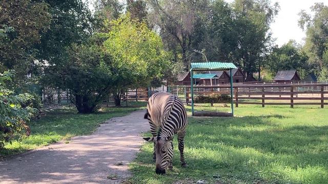 Зебра - мальчик в зоопарке Алматы. смотреть онлайн