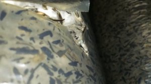 МОХ Плесень ЗАРАЖЕННЫЕ Грибные Блоки Вешенка не вырастет выкинуть лечить Субстрат нужна ДЕЗИНФЕКЦИЯ