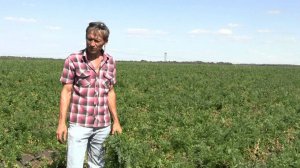 Морковь и свекла в фермерском хозяйстве Урожайное