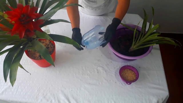 Secreto Para Que Florezca La Bromelia смотреть онлайн
