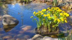 Ландшафтный дизайн сада на 8сотках . Сад 2011г. (часть 1)