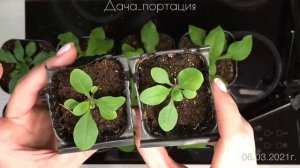 ПЕТУНИЯ от ПОСЕВА до ЦВЕТЕНИЯ (все этапы развития)