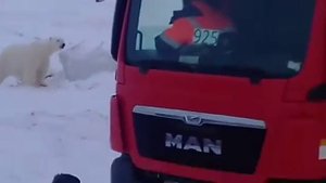 Сабетта белый медведь