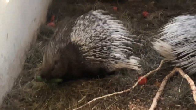 Алабаи, волки, тигры, игуаны, сервал, дикобразы, питон наглые черепахи, крокодилы, козы, бараны... смотреть онлайн