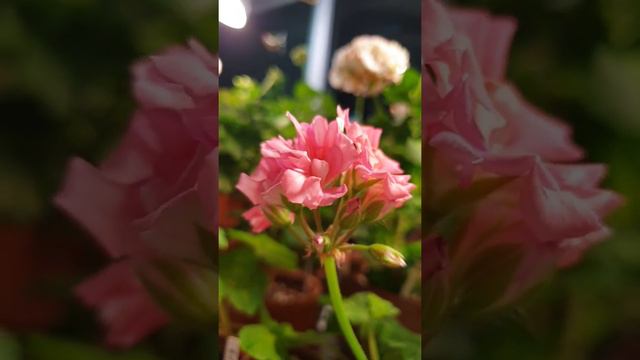 54.  라라 리타 제라늄 la la rita geranium смотреть онлайн