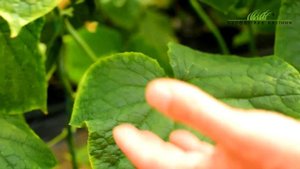 Ранний огурец Солют Абсолют F1