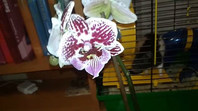 Обзор двух стеснительных азиатских орхидей (наконец-то зацвели). 27.12.2019 г. смотреть онлайн