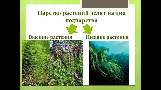 Эволюция высших растений – 1