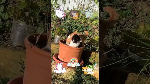 Котята-магниты 🐾 Целый день, то целуются, то дерутся #всочиумаши